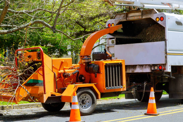 Best Tree Planting Services  in Scobey, MT